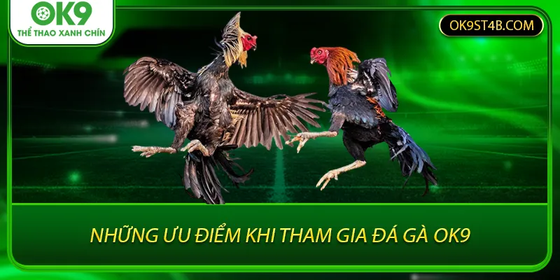 Những ưu điểm khi tham gia đá gà OK9